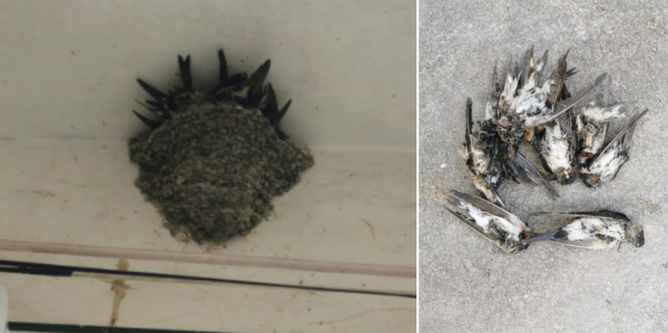 中证所 大量燕子滞留，不少冻死街头，它们为啥来不及往南飞?